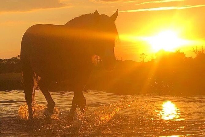 Guided Kayak Tour to see ponies, birds, dolphins and more - References