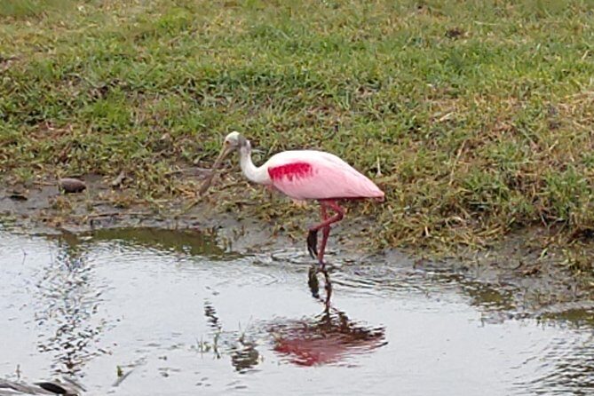 Guided Kayak Tour with Manatee & Dolphin Sightings - A Close-Up Look at Cocoa Beach’s Wildlife by Kayak
