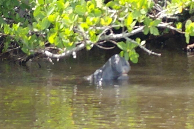 Guided Kayak Tour with Manatee & Dolphin Sightings - Key Points