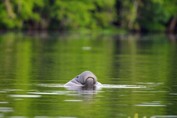 Guided Kayaking Manatee Tour near Orlando - Practical Details and Considerations