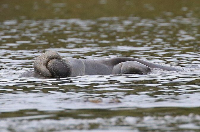 Guided Kayaking Manatee Tour near Orlando - Who Would Love This Tour