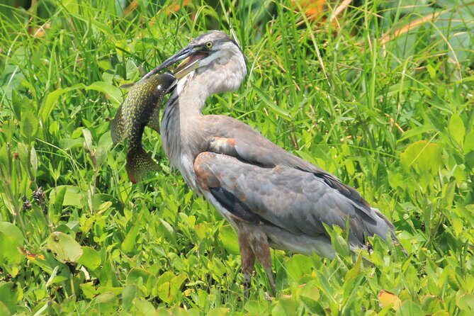 Guided Kayaking Manatee Tour near Orlando - The Sum Up