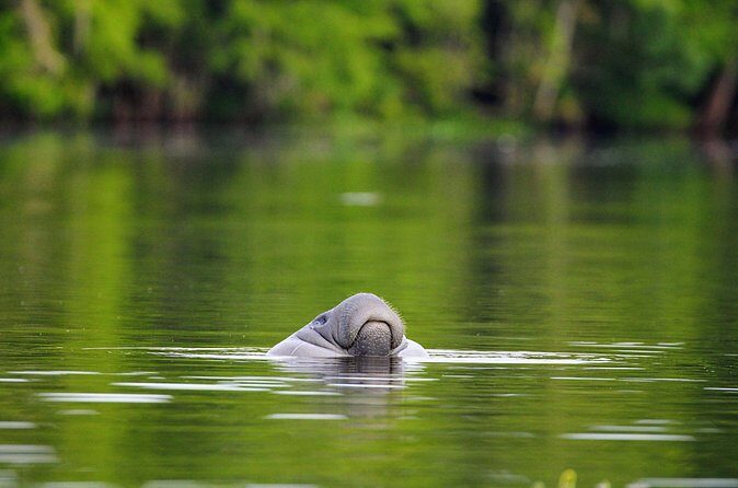 Guided Kayaking Manatee Tour near Orlando - FAQ