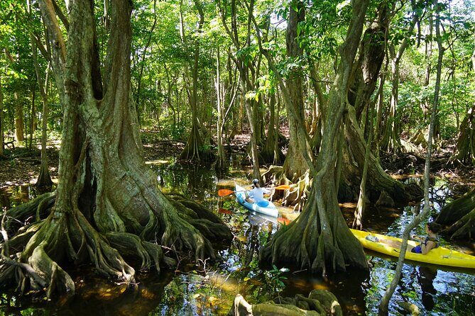 Guided Kayaking Tour of the Mitan Pond and its Mangrove - A Glimpse of the Mitan Pond Kayaking Experience