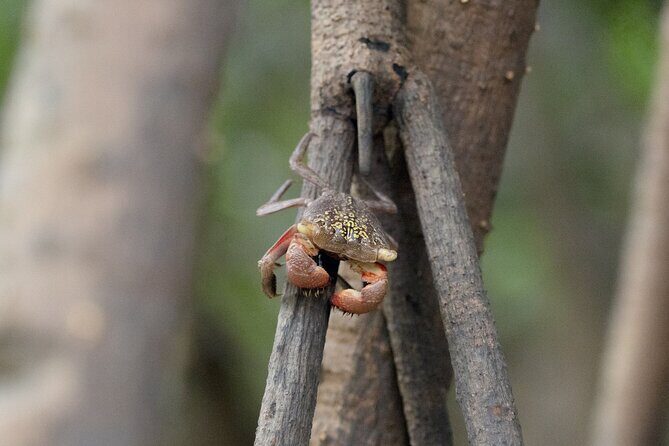 Guided Kayaking Tour of the Mitan Pond and its Mangrove - Who Would Enjoy This Tour?