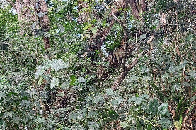 Guided Kayaking Tour to Punta Uva River with Nature and Swimming - Who Should Consider This Tour?