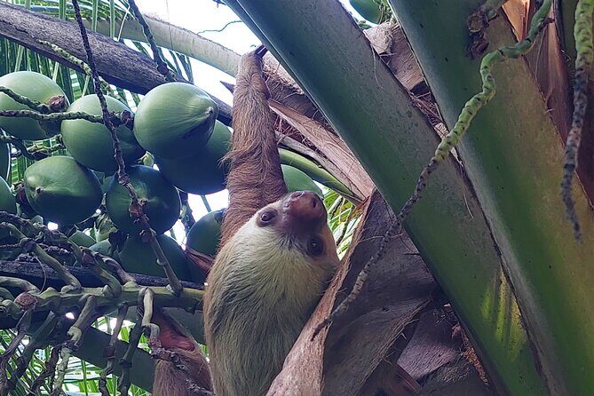 Guided Kayaking Tour to Punta Uva River with Nature and Swimming - Final Thoughts: Is It Worth It?