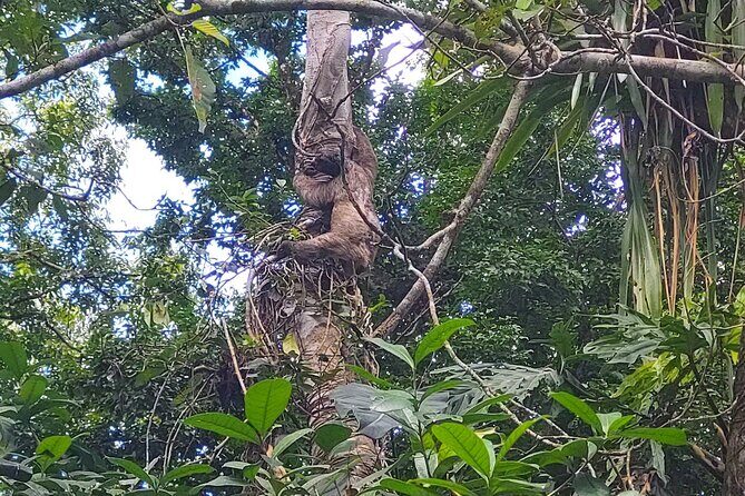 Guided Kayaking Tour to Punta Uva River with Nature and Swimming - Frequently Asked Questions