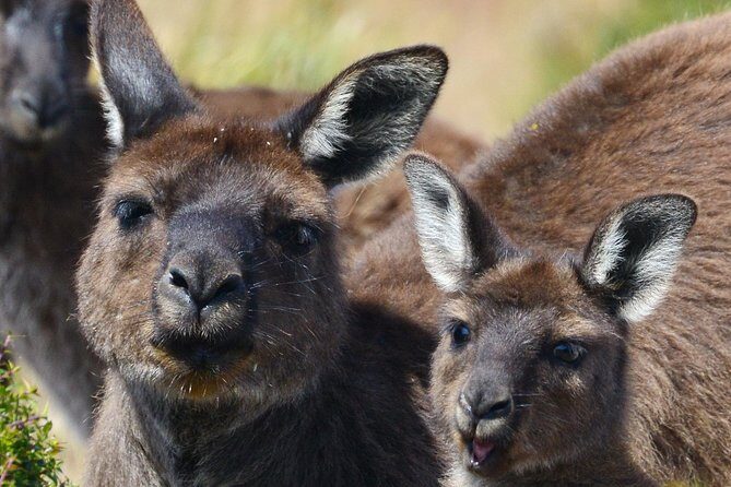 Guided Koala Walk and Bushfire ecology tour - A Detailed Look at the Guided Koala Walk and Bushfire Ecology Tour