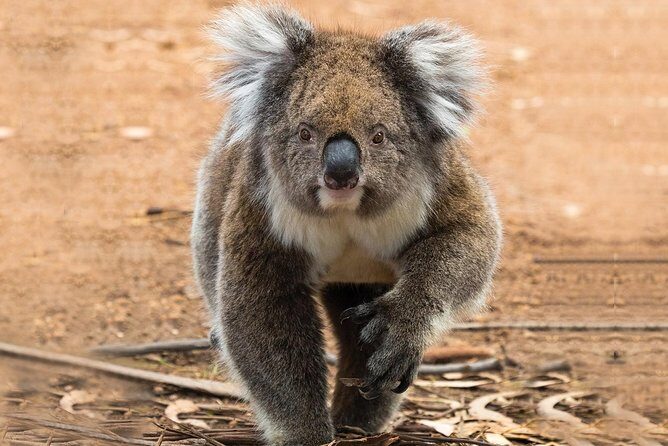 Guided Koala Walk and Bushfire ecology tour - Frequently Asked Questions