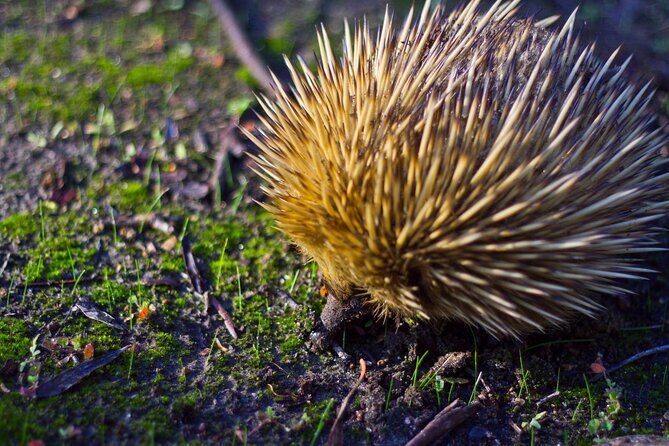 Guided Koala Walk and Bushfire ecology tour - Final Thoughts