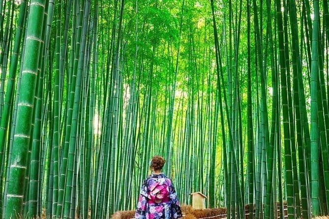 Guided Kyoto City Cherry Blossom One Day Private Tour - Who Will Love This Tour?