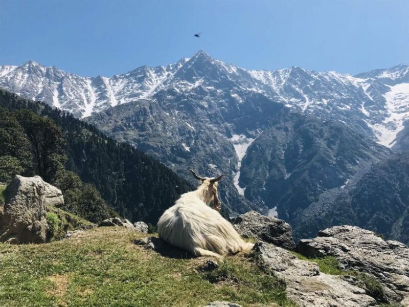 Guided Lama Dugh Hike in Manali - Who Will Love This Experience?