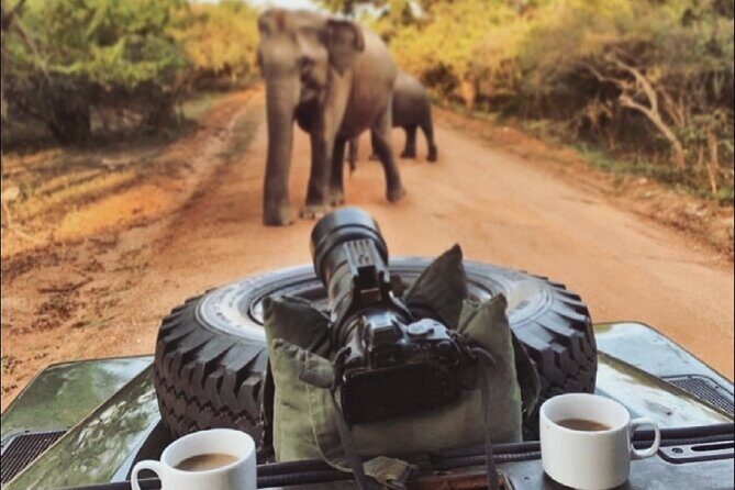 Guided Leopard Safari in Yala National Park in a Land Rover Defender - The Sum Up: Who Should Book This Safari?