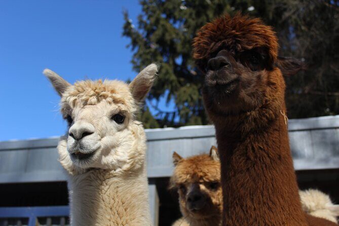 Guided Lilymoore Alpaca Farm Tour - Experience the Joy of a Guided Lilymoore Alpaca Farm Tour