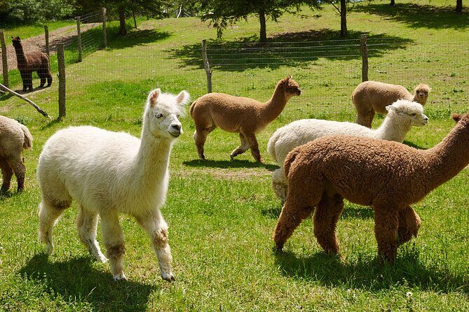 Guided Lilymoore Alpaca Farm Tour - Key Points