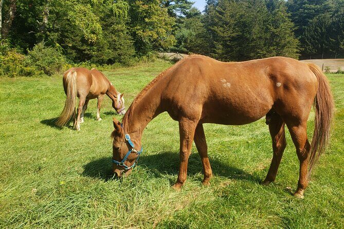 Guided Lilymoore Alpaca Farm Tour - Final Thoughts