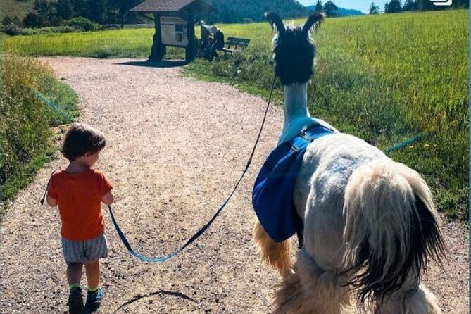 Guided Llama Hike in the Rocky Mountains - Discover the Rocky Mountains with a Guided Llama Hike Near Denver