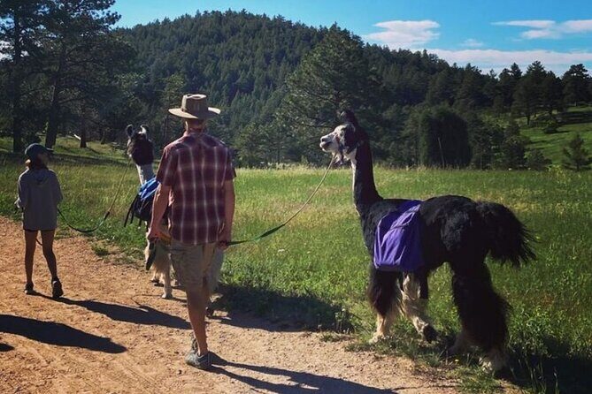 Guided Llama Hike in the Rocky Mountains - Who is This Tour Best For?