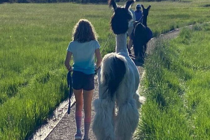 Guided Llama Hike in the Rocky Mountains - Practical Details and Tips