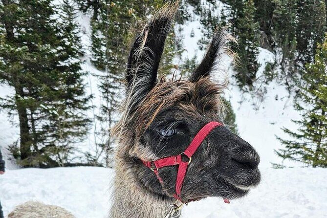 Guided llama hike with traditional raclette - What Travelers Say