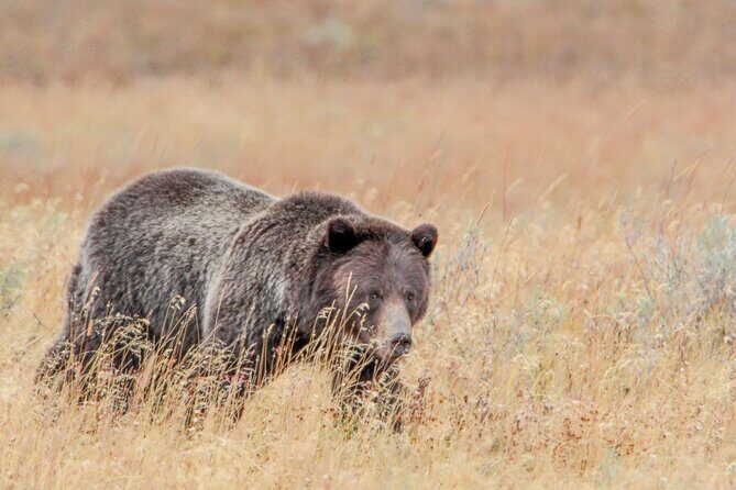 Guided Lower Loop of Yellowstone from Cody, WY - In-Depth Review of the Guided Lower Loop Tour