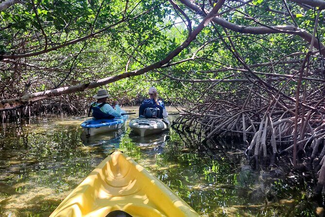 Guided Mangrove Eco Tours Kayak or Paddleboard Adventure - Experience the Serenity of Key West’s Mangroves with a Guided Eco-Tour