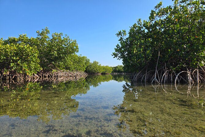 Guided Mangrove Eco Tours Kayak or Paddleboard Adventure - The Value of Guided Eco Tours in Key West