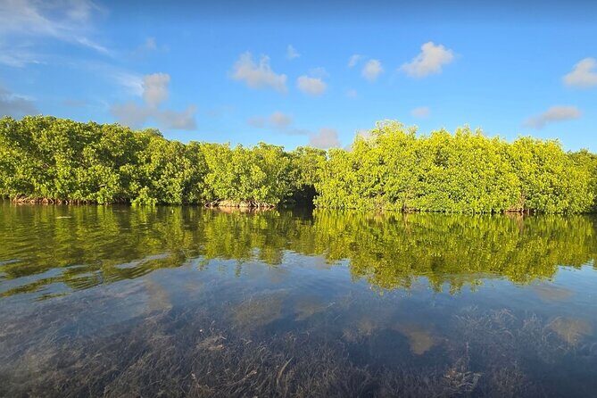 Guided Mangrove Eco Tours Kayak or Paddleboard Adventure - Who Will Love This Tour?