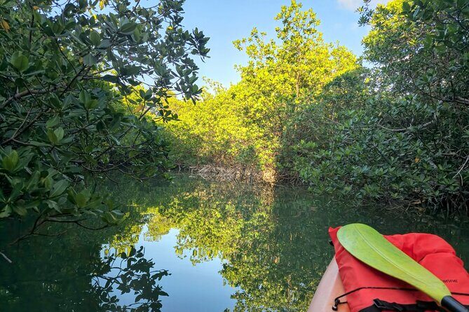Guided Mangrove Eco Tours Kayak or Paddleboard Adventure - Final Thoughts