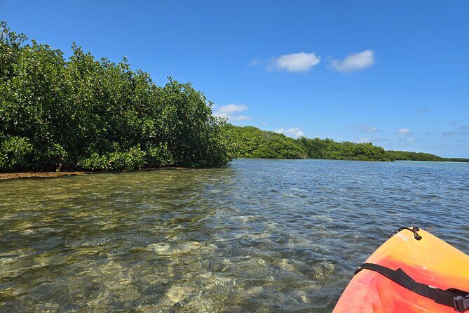 Guided Mangrove Eco Tours Kayak or Paddleboard Adventure - FAQ