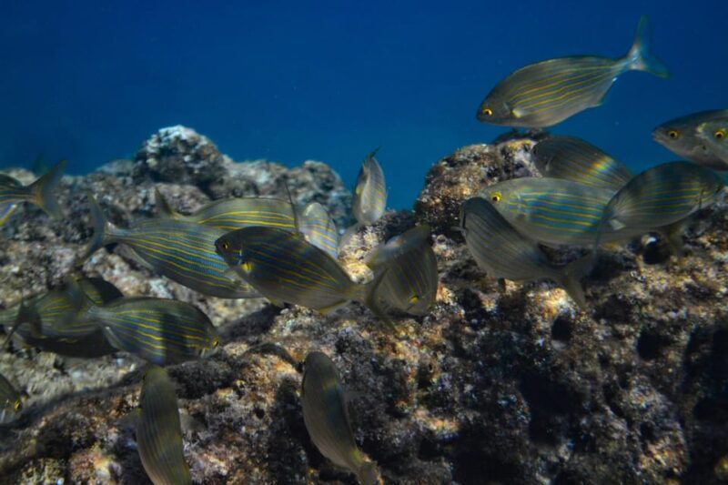 Guided Marine Life Excursion in Estepona - A Deep Dive into the Experience