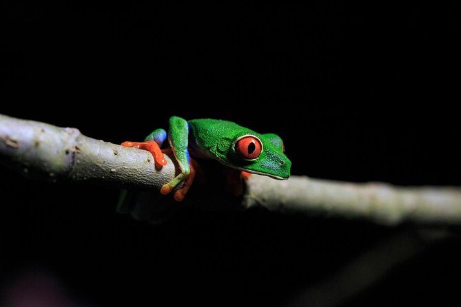 Guided Night Hike Arenal Mundo Aventura - Guided Night Hike at Arenal Mundo Aventura: An Authentic Rainforest Experience