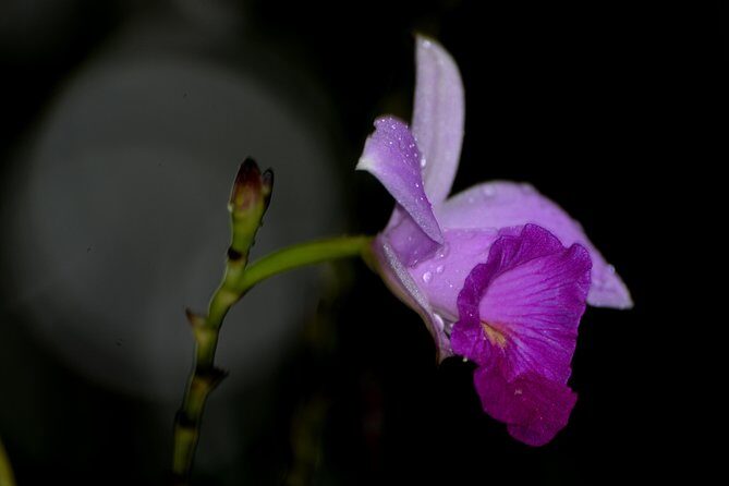 Guided Night Hike Arenal Mundo Aventura - FAQ