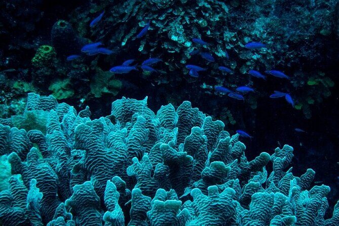 Guided Night Snorkeling in Roatan - Key Points