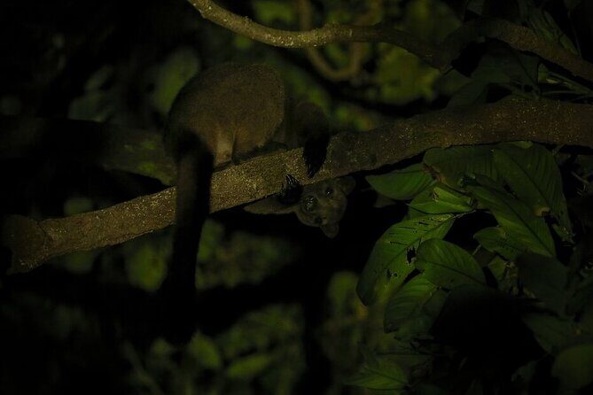 Guided Night Walk in Cape Tribulation - A Deep Dive into the Night Walk Experience