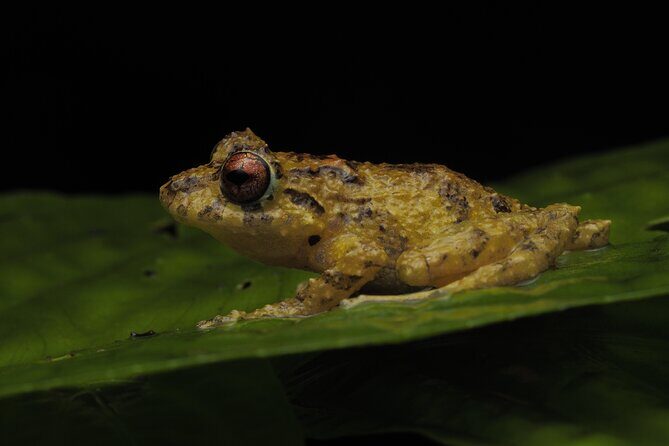 Guided Night Walk in Monteverde - A Deep Dive into the Monteverde Night Walk Experience