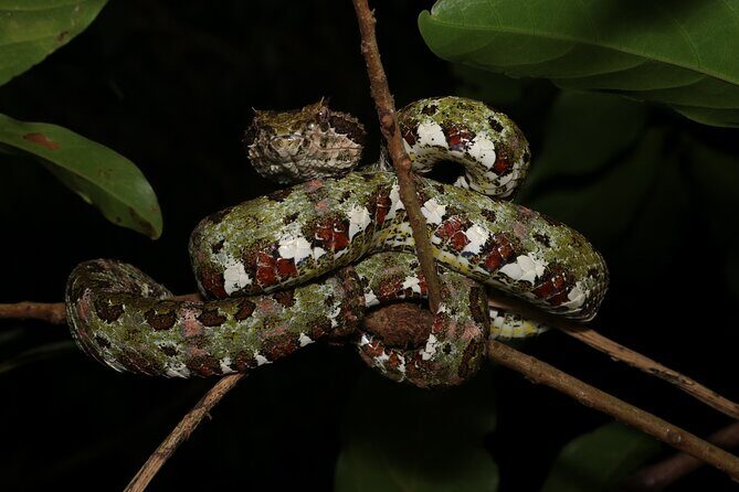 Guided Night Walk in Monteverde - Practical Information and Tips