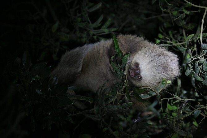 Guided Night Walk & Wildlife Spotting in Monteverde - Key Points