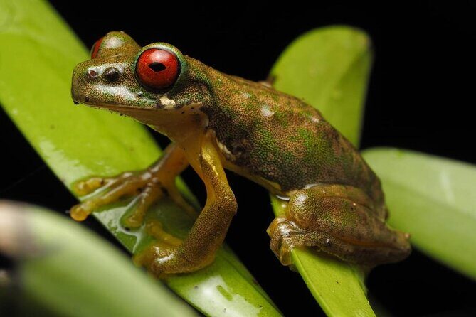 Guided Night Walk & Wildlife Spotting in Monteverde - Exploring the Night Walk in Monteverde: An In-Depth Review