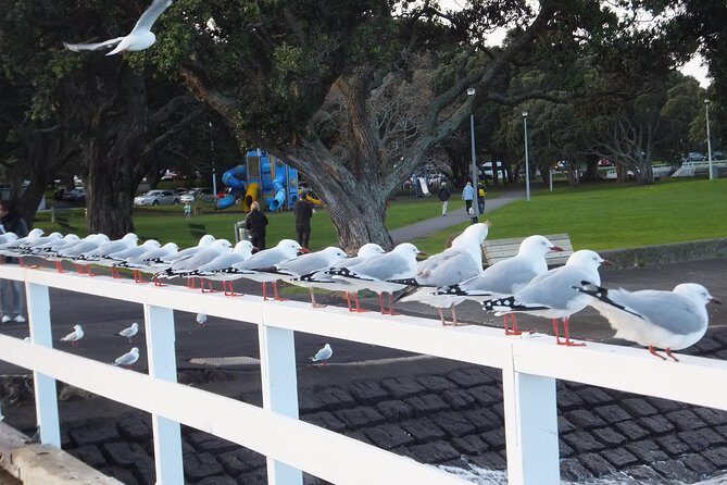 Guided North Head Fort Segway Tour in Devonport Auckland - Final Thoughts