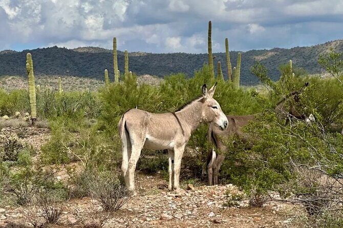 Guided Off Road ATV/UTV Adventure Tour - Who Will Enjoy This Tour?