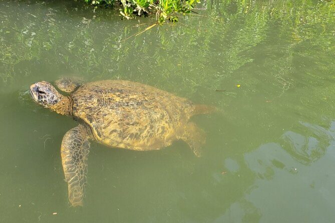 Guided Paddleboard and Kayak Tour on the Anahulu River - Key Points