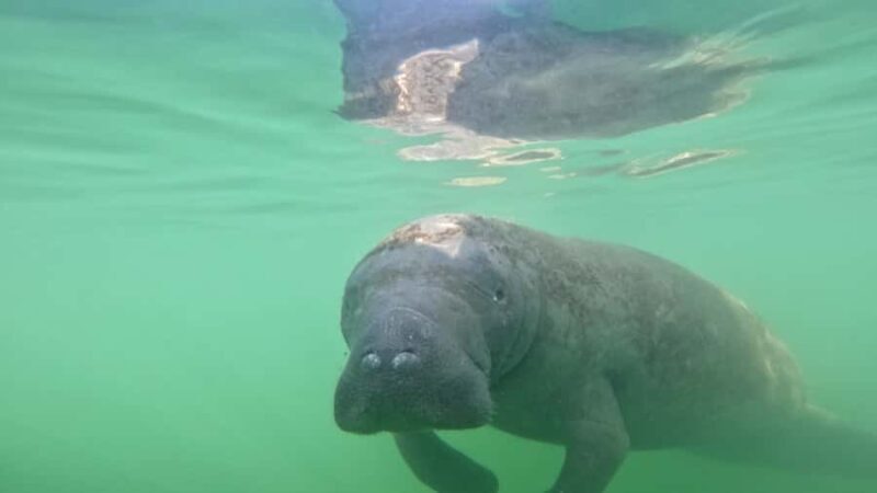 Guided Pedal Kayak Tours in Anna Maria and Bradenton - Key Points