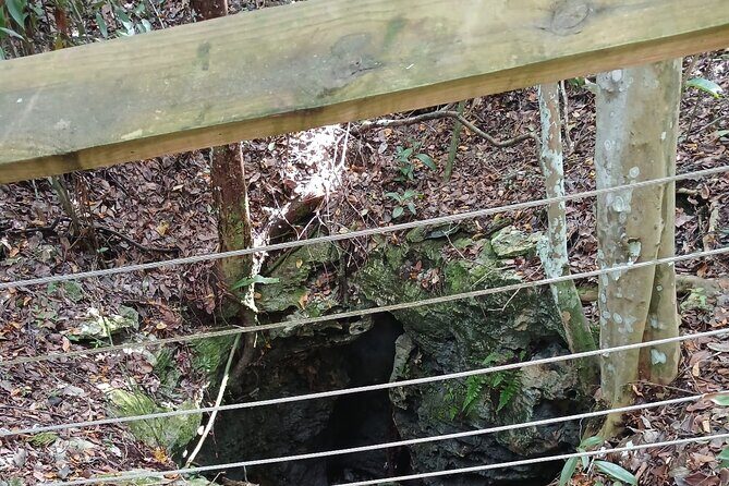 Guided Primeval Nature Walk Tour in Primeval Forest National Park - FAQ