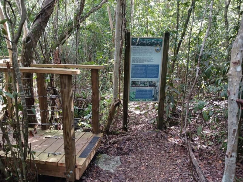 Guided Primeval Nature Walk Tour - A Deep Dive into the Primeval Nature Walk Tour