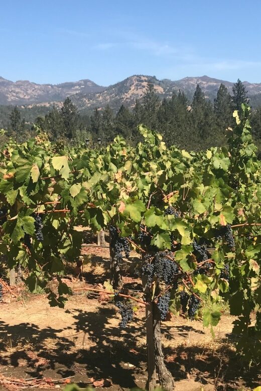 Guided Private Wine Tour to Napa and Sonoma Wine Country - Final Verdict