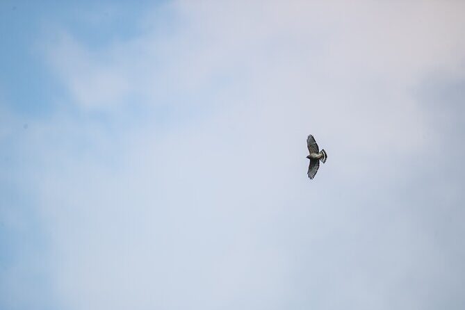 Guided Rainforest Hike on the Jacquot Trail  Castries, St Lucia - Who Will Love It?