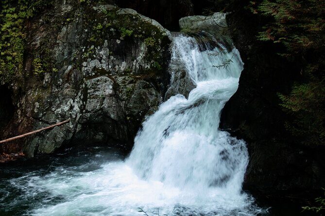 Guided Rainforest & Suspension Bridge Private Hike - Key Points
