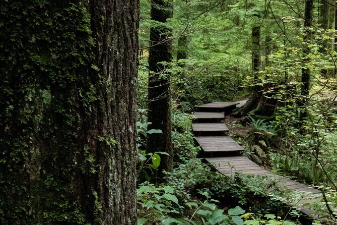 Guided Rainforest & Suspension Bridge Private Hike - The Practicalities: What You Need to Know